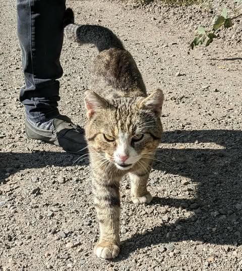 Fundkater